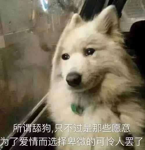 舔狗求婚吃瓜群众视频,吃瓜群众围观爆笑瞬间