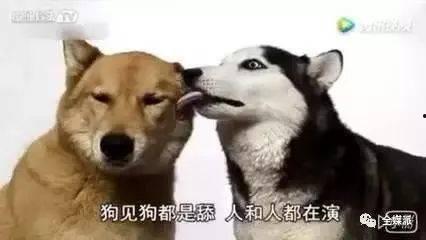 舔狗求婚吃瓜群众视频,吃瓜群众围观爆笑瞬间