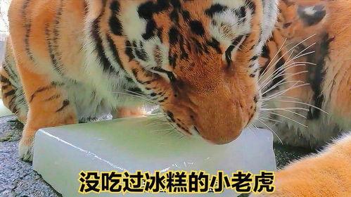 无忧小老虎吃瓜视频大全,笑料百出欢乐无限