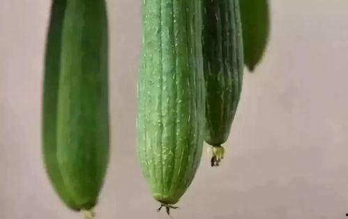 刚吃的瓜种子能种吗视频,揭秘瓜种子的种植奥秘