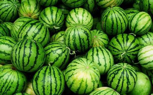 搞笑吃瓜场面视频大全下载,笑料横生！搞笑吃瓜场面视频大全精选集