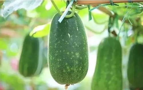 正宗一个人吃瓜视频大全,正宗一人吃瓜视频大全精选回顾