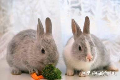 兔子可以吃生茭瓜吗视频,营养与安全的探讨