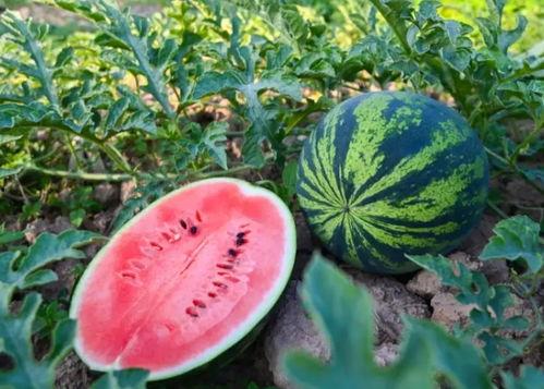 前几天最火的吃瓜视频,剧情反转，真相令人震惊！