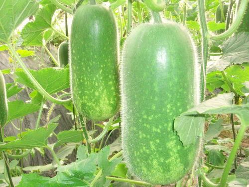 贵州道教吃瓜视频大全集,吃瓜视频中的传统魅力全景