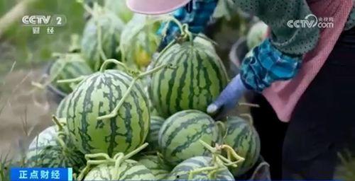 贵州道教吃瓜视频大全集,吃瓜视频中的传统魅力全景