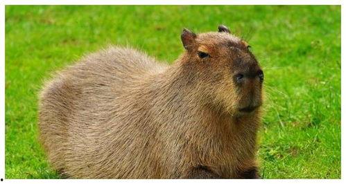 水豚直播吃瓜视频,萌态十足引网友热议