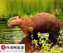 水豚直播吃瓜视频,萌态十足引网友热议