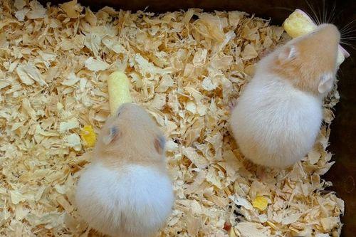 仓鼠你吃哈密瓜吗视频,萌宠美食大揭秘