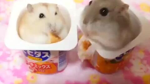 仓鼠你吃哈密瓜吗视频,萌宠美食大揭秘