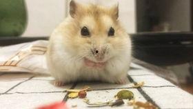仓鼠你吃哈密瓜吗视频,萌宠美食大揭秘