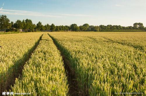 稻田吃瓜写真视频素材高清,高清写真视频中的田园风情与甜蜜瞬间