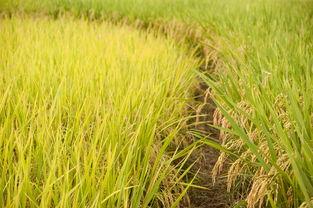 稻田吃瓜写真视频素材高清,高清写真视频中的田园风情与甜蜜瞬间