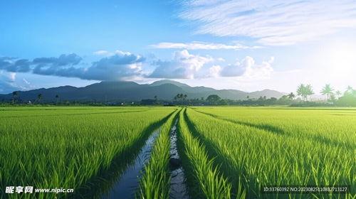 稻田吃瓜写真视频素材高清,高清写真视频中的田园风情与甜蜜瞬间