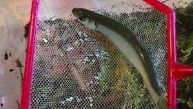 辛安小蛇吃瓜视频大全,趣味横生的搞笑瞬间大盘点