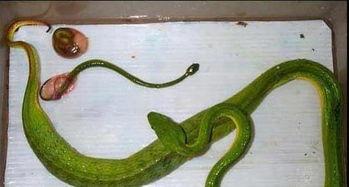 辛安小蛇吃瓜视频大全,趣味横生的搞笑瞬间大盘点