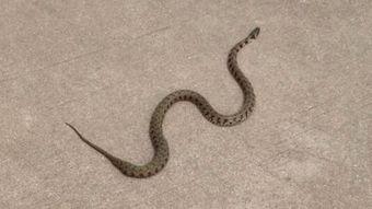 辛安小蛇吃瓜视频大全,趣味横生的搞笑瞬间大盘点