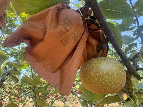 果园吃瓜视频,吃瓜视频里的甜蜜瞬间