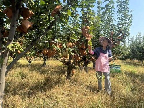 果园吃瓜视频,吃瓜视频里的甜蜜瞬间