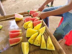 果园吃瓜视频,吃瓜视频里的甜蜜瞬间