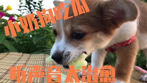 小狗吃瓜被噎住视频,温馨救援瞬间引网友热议
