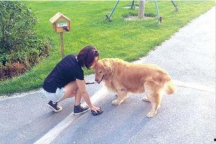 小狗吃瓜被噎住视频,温馨救援瞬间引网友热议