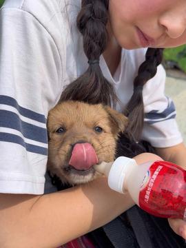 小狗吃瓜被噎住视频,温馨救援瞬间引网友热议