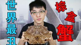 夏庄吃瓜事件视频播放大全,视频播放大全背后的热点追踪