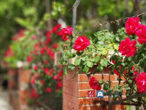 夏庄吃瓜事件视频播放大全,视频播放大全背后的热点追踪