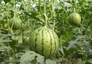 两广地区吃瓜视频,视频里的清凉一夏