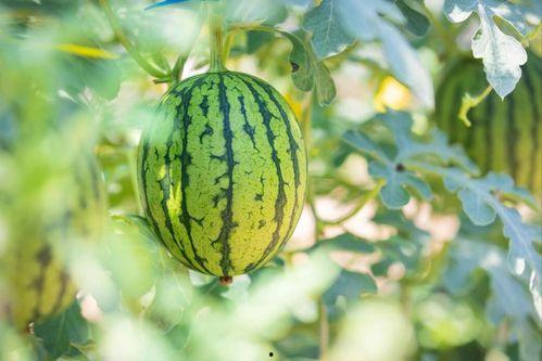 两广地区吃瓜视频,视频里的清凉一夏