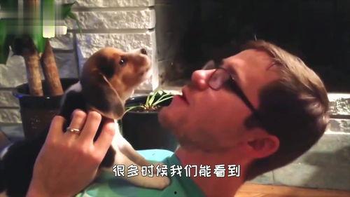 狗打架吃瓜视频播放下载,吃瓜群众围观狗狗打架视频下载热潮