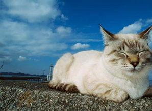 猫咪吃哈密瓜的故事视频