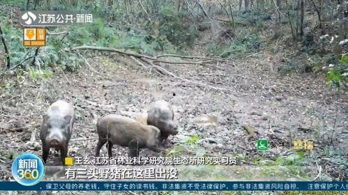 迪士尼在逃野猪吃瓜视频