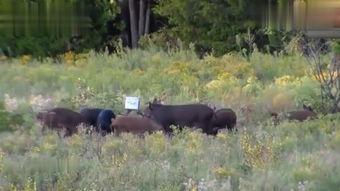 迪士尼在逃野猪吃瓜视频