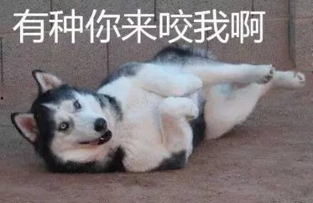 哈士奇视频带你吃瓜,带你笑中带泪吃瓜，揭秘宠物界的欢乐日常