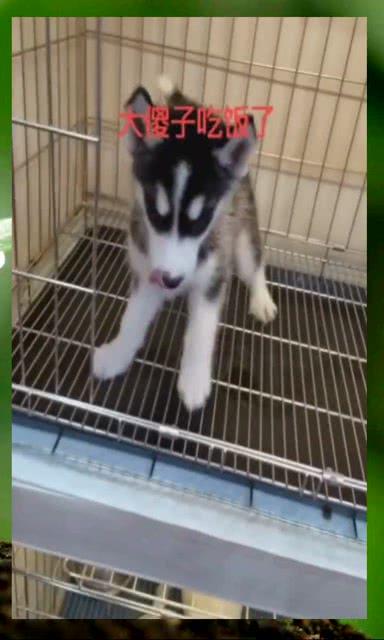 哈士奇视频带你吃瓜,带你笑中带泪吃瓜，揭秘宠物界的欢乐日常