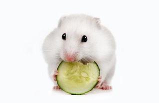 仓鼠可以吃喜瓜吗视频,揭秘仓鼠喜食喜瓜的奥秘