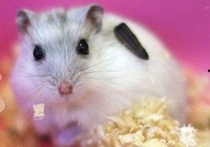 仓鼠可以吃喜瓜吗视频,揭秘仓鼠喜食喜瓜的奥秘