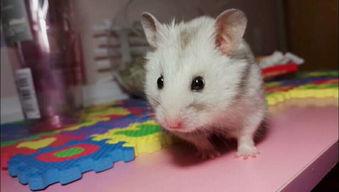 仓鼠可以吃喜瓜吗视频,揭秘仓鼠喜食喜瓜的奥秘