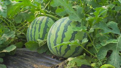 金乡花映映吃瓜视频,揭秘幕后故事，带你领略花映映的真实魅力