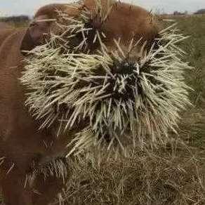 鸟吃瓜视频,揭秘自然界的趣味瞬间