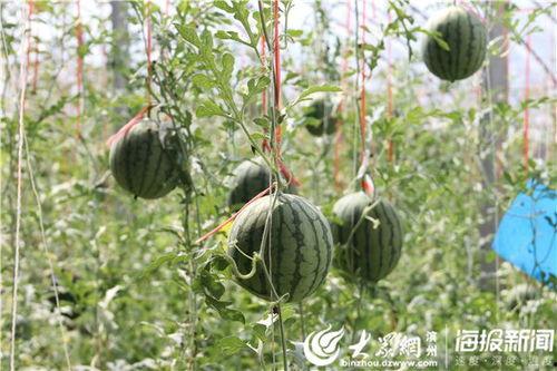 呼和浩特吃瓜情报处视频,揭秘当地美食风云录