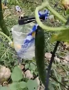 呼和浩特吃瓜情报处视频,揭秘当地美食风云录