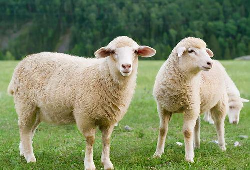 扶手瓜能给羊吃吗视频,扶手瓜适宜羊食用的营养价值与注意事项