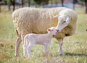 扶手瓜能给羊吃吗视频,扶手瓜适宜羊食用的营养价值与注意事项