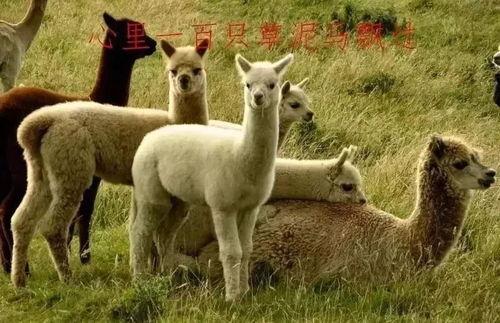 扶手瓜能给羊吃吗视频,扶手瓜适宜羊食用的营养价值与注意事项