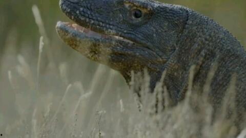 吃瓜蜥蜴视频百度云,百度云视频带你探秘神秘生物世界