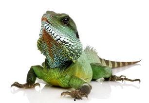 吃瓜蜥蜴视频百度云,百度云视频带你探秘神秘生物世界