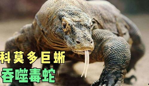 吃瓜蜥蜴视频百度云,百度云视频带你探秘神秘生物世界